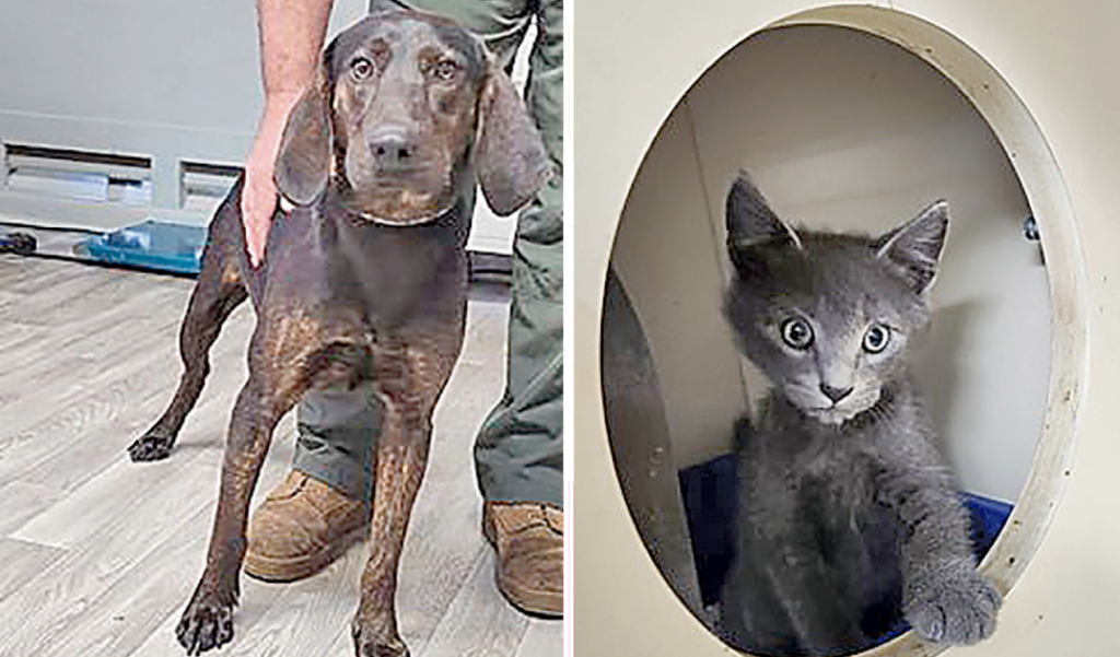 MCSO Animal Spotlight