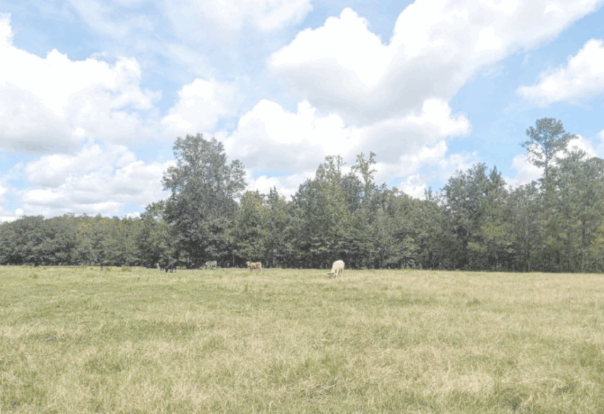 The Kip Whaley Ranch, located in Madison County, has just received a blanket of protection from the Florida Department of Agriculture and Consumer Services. [Courtesy]