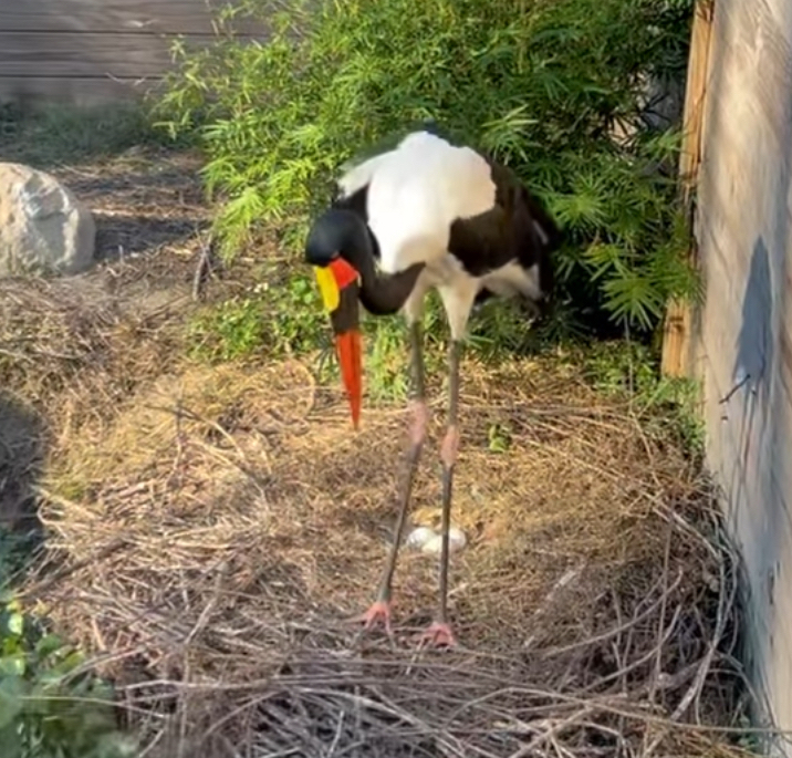  The saddle-billed storks at the Wildlife Center built a massive stick nest and are now tending three eggs. In the wild, this species is near threatened, with numbers declining. [Courtesy]