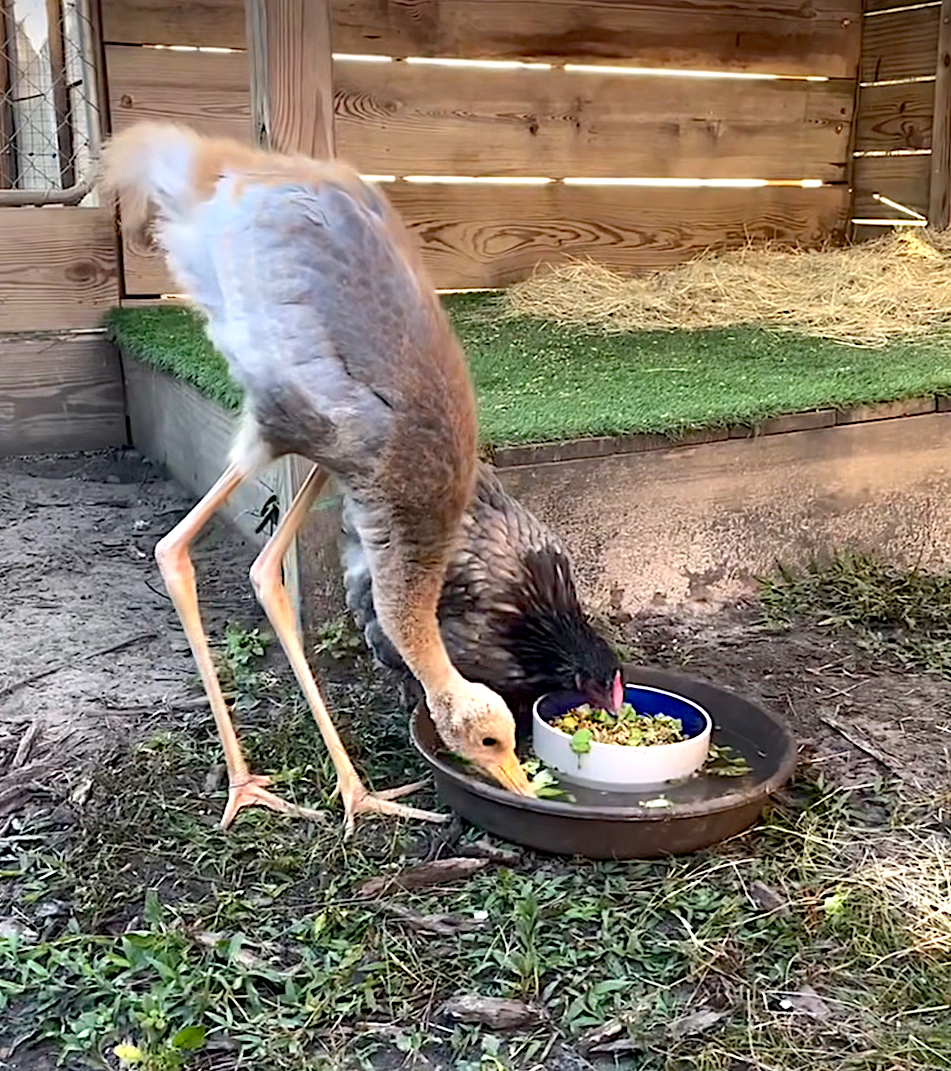  At just three months old, the baby sarus crane towers over its adoptive mom, a local hen named Luna. [Courtesy]